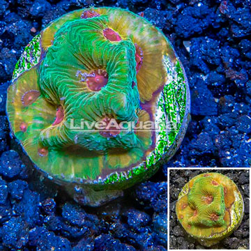 LiveAquaria® Cultured Favia Coral