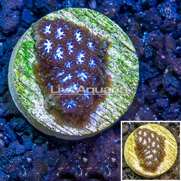 LiveAquaria® Cultured Leptastrea Coral