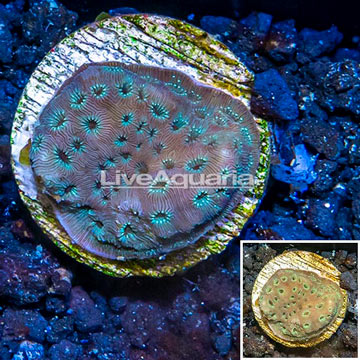 LiveAquaria® Cultured Pavona Coral