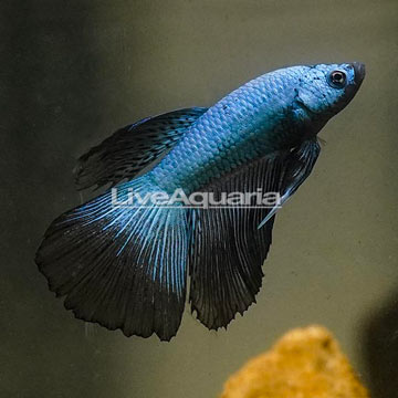 Dragon Scale Betta, Male 