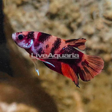 Koi Halfmoon Placket Betta, Male 