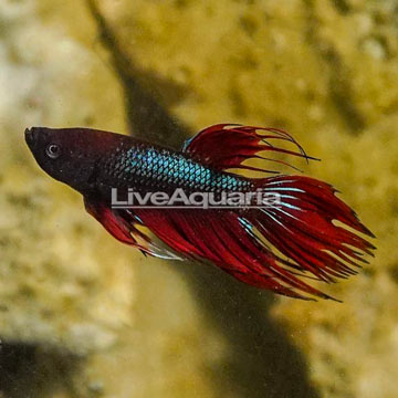 Crown Tail Betta, Male 