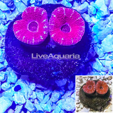 Acan Lord Coral Indonesia