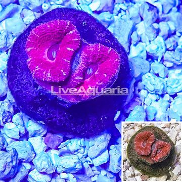 Acan Lord Coral Indonesia