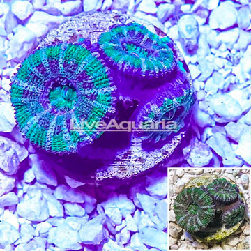 Acan Lord Coral Indonesia