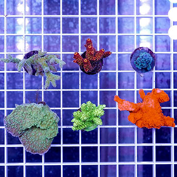 USA Cultured Ultra Assorted SPS Coral 6 Pack