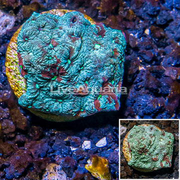 LiveAquaria® Cultured War Coral