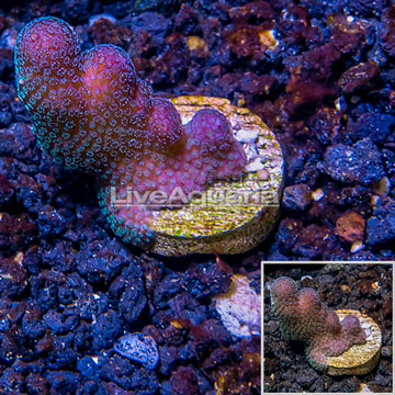 LiveAquaria® Cultured Pink Stylophora Coral