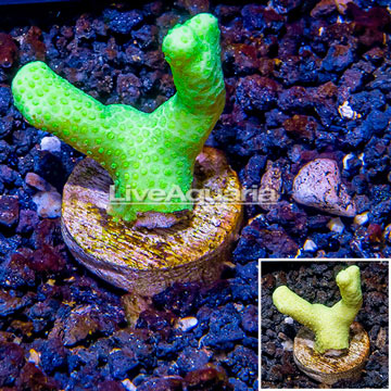 LiveAquaria® Cultured Green Stylophora Coral