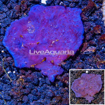 LiveAquaria® Cultured Blue Sponge