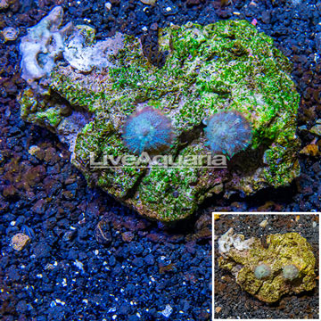 Mushroom Coral Vietnam