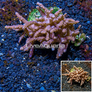 Tree Coral Indonesia