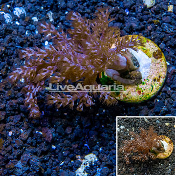 LiveAquaria® Cultured Pineapple Tree Coral