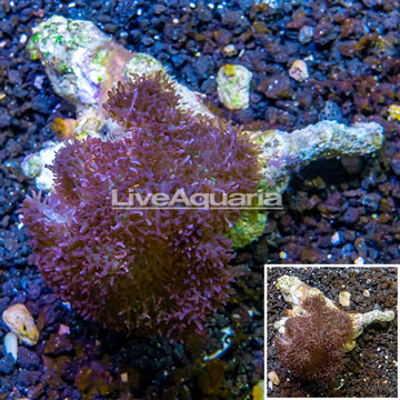 Mushroom Coral Africa