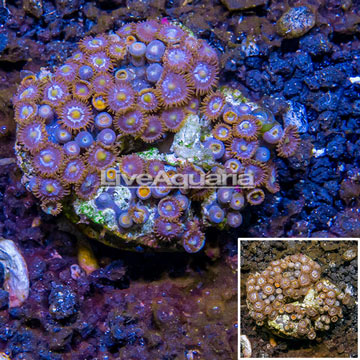 Zoanthus Coral Indonesia