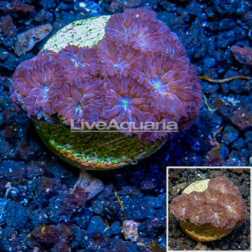 LiveAquaria® Cultured Purple & Green Blastomussa Coral