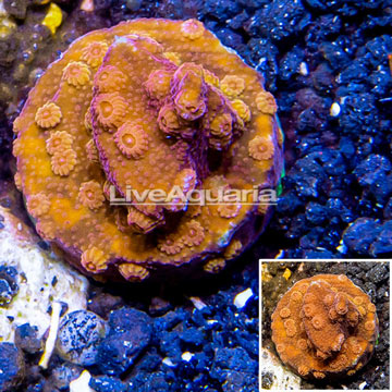 LiveAquaria® Cultured Cyphastrea Coral