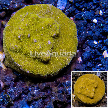 LiveAquaria® Cultured Psammocora Coral