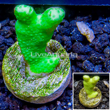 LiveAquaria® Cultured Green Stylophora Coral