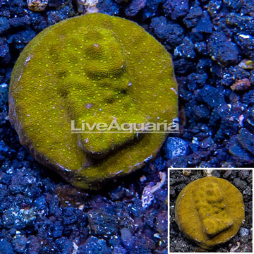 LiveAquaria® Cultured Psammocora Coral