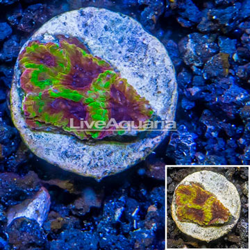 USA Cultured TSA Wolverine Favia Coral