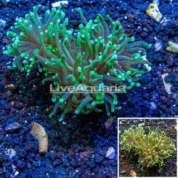 LiveAquaria® Cultured Torch Coral