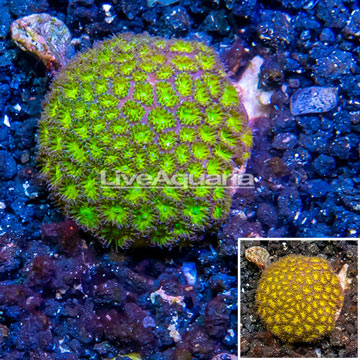 LiveAquaria® Cultured Leptastrea