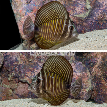 Desjardini Sailfin Tang [Blemish]