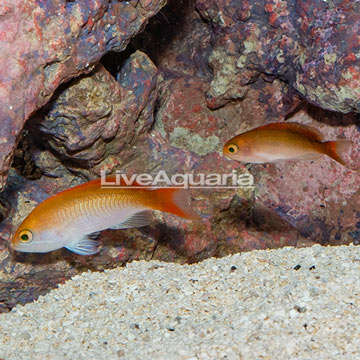 Red Bar Anthias, Pair