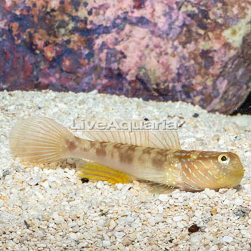 Lagoon Shrimp Goby