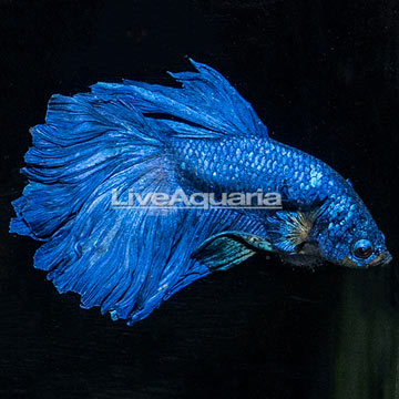 Full Moon Betta, Male 