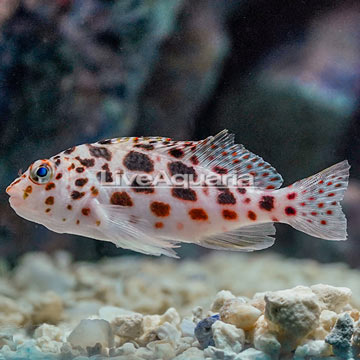 Spotted Pixie Hawkfish