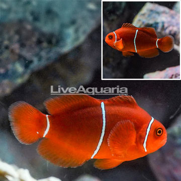 Maroon Clownfish