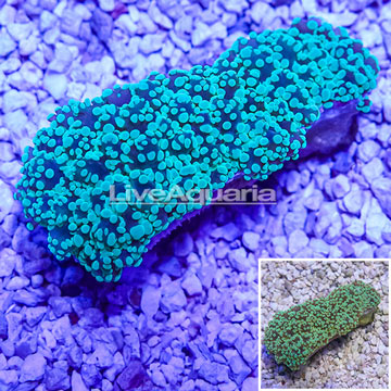 Caribbean Cultured Frogspawn Coral