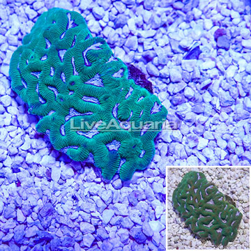 Favia Coral Indo-Pacific