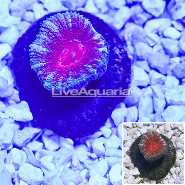 Acan Lord Coral Indonesia