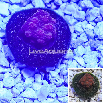 Indonesia Cultured Ultra Chalice Coral