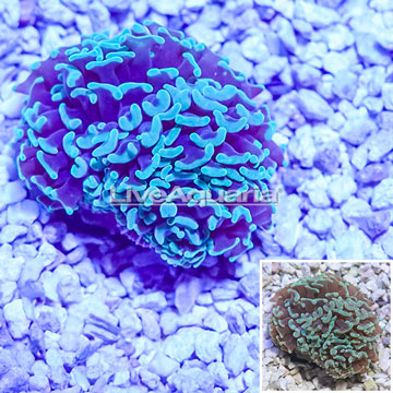 Hammer Coral Indo-Pacific 