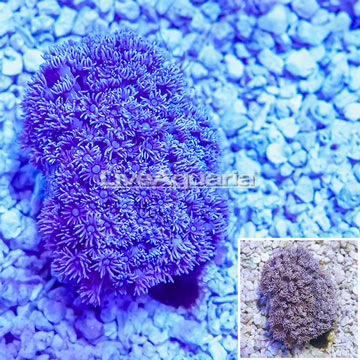 Purple Goniopora Coral Indo-Pacific