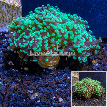 LiveAquaria® Cultured Frogspawn Coral