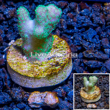 LiveAquaria® Cultured Stylophora Coral