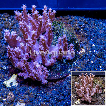 Tree Coral Indonesia