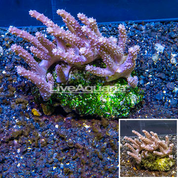 Tree Coral Indonesia