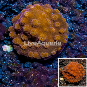 LiveAquaria® Cultured Cyphastrea Frag