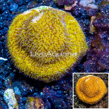 LiveAquaria® Cultured Leptoseris Coral