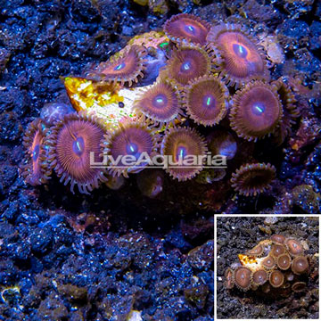 USA Cultured Zoanthus Coral