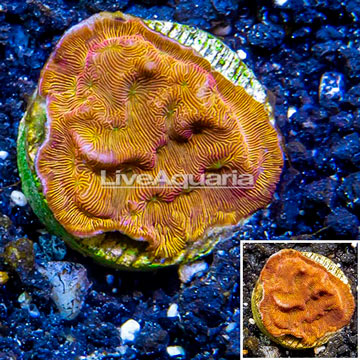 LiveAquaria® Cultured Leptoseris Coral