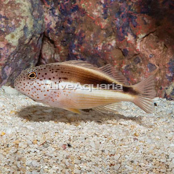 Freckled Hawkfish 