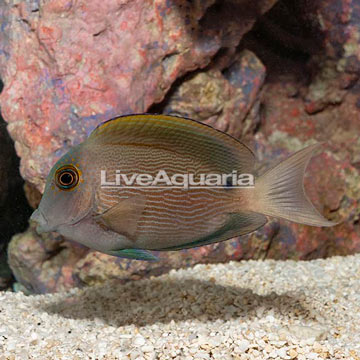 Orange Striped Bristletooth Tang