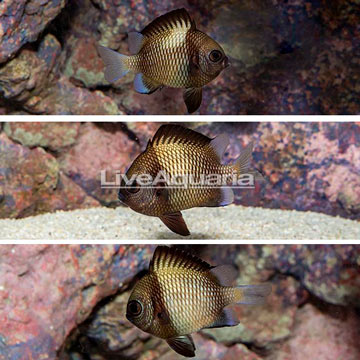 Cloudy Damselfish, Trio